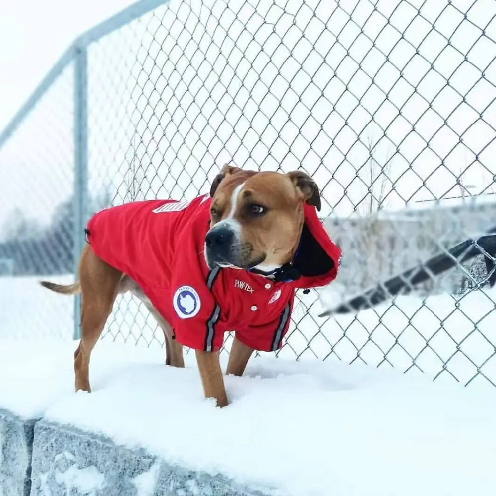 Lightweight Waterproof Dog Rain Jacket - Adjustable & Easy to Clean