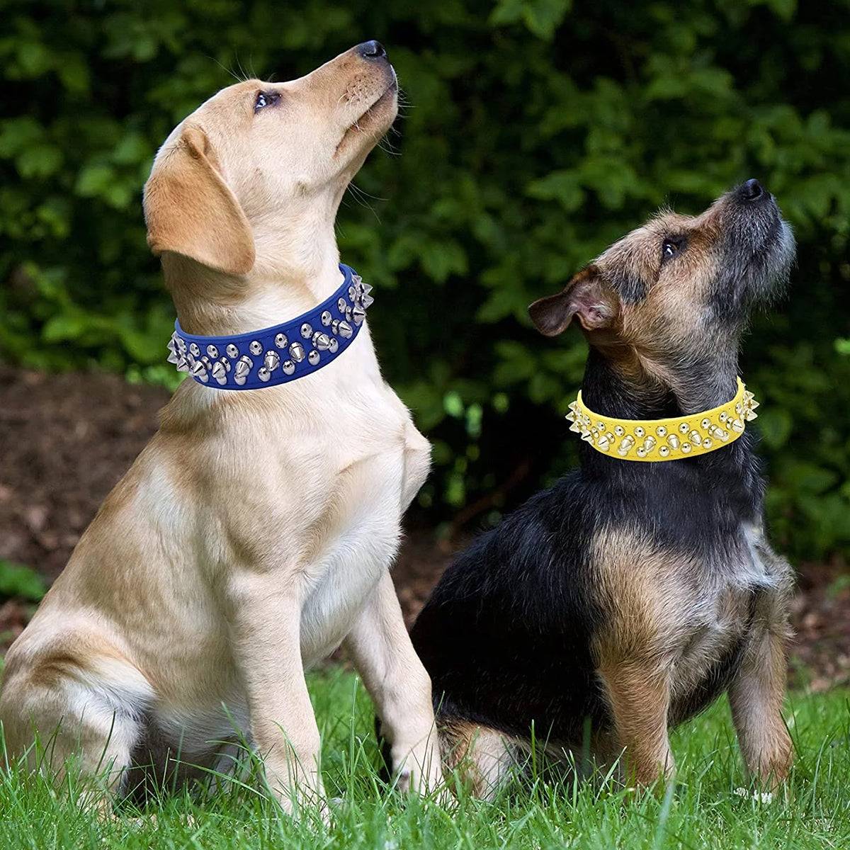 Cool Leather Dog Collar - Spiked & Studded Personalized Collars for All Sizes